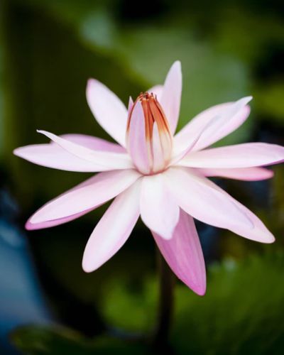fleur de lotus rose